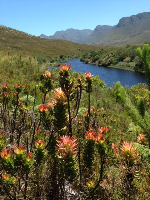 Golf And Garden Guesthouse Somerset West Eksteriør bilde